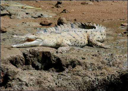 Costa Rica - Crocodile on the bank of the Rio Sierpe