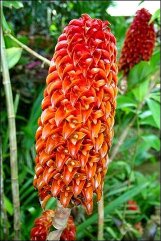 Costa Rica - Orange flower