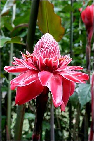Costa Rica - Flower