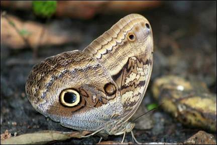 Costa Rica - Butterfly