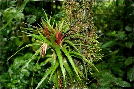 Costa Rica - Monte Verde, overgrown tree