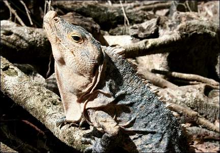 Costa Rica - National Park Manuel Antonio, iguana