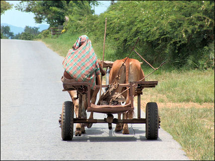Cuba - Vinales, ox cart