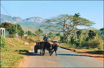 Cuba - Viñales, ox wagon