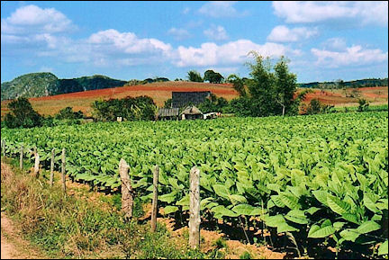 Cuba - Viñales, tobacco field