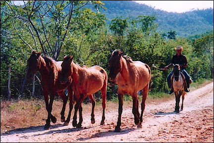 Cuba - Trinidad, cowboy with three horses