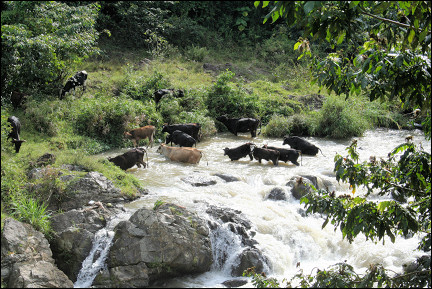 Dominican Republic - Cows in rapids