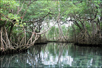 Dominican Republic - Mangrove at Rio San Juan