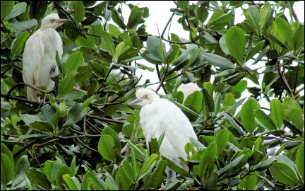 Dominican Republic - Birds in the mangrove near Rio San Juan