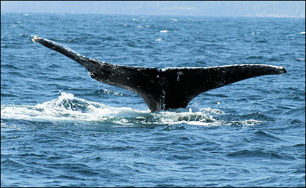 Dominican Republic - A humpback whale dives