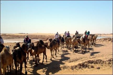 Egypt - Camel ride