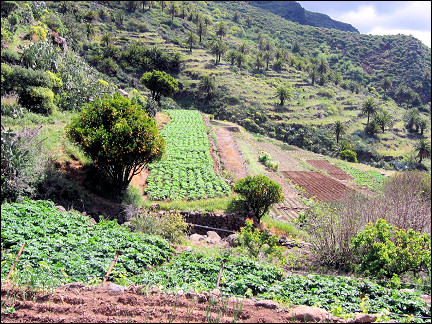 La Gomera, Canary Islands - Terraces