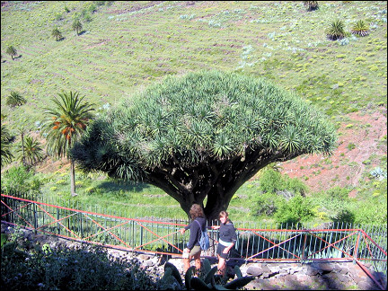 La Gomera, Canary Islands - Dracaena