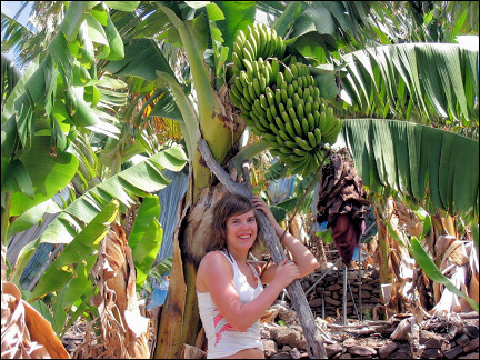 La Gomera, Canary Islands - Banana plantation La Dama