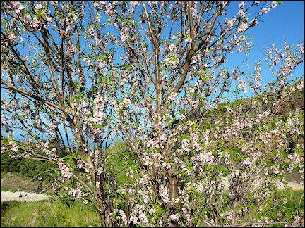 La Palma, Canary Islands, Spain - Almond tree with flowers
