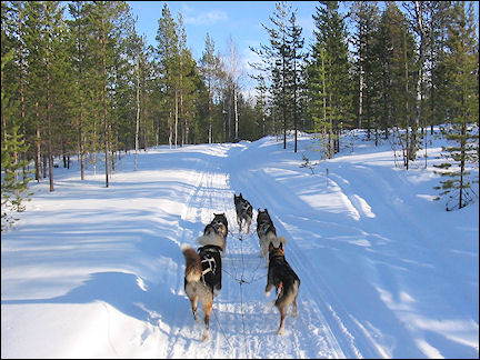 Finland, Lapland - Husky sled ride