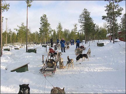 Finland, Lapland - Huskies are harnassed