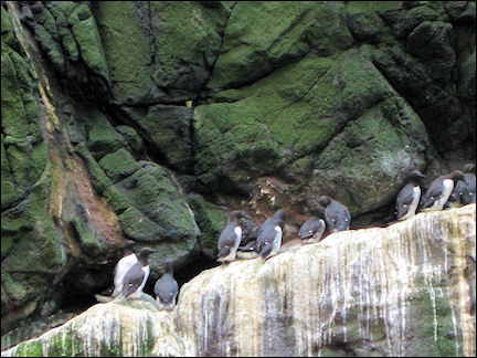 Faerøer - Breeding grounds on the bird rocks of Vestmanna