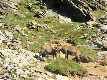 France, Haute-Savoie, Rhône-Alpes - Mountain goats