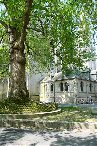 France, Normandy - 400 years old oak, Municipal Garden