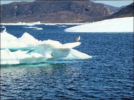 Greenland - Icebergs in Qaqortoq Fjord