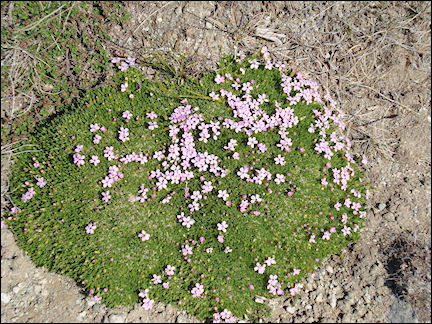 Greenland - Pink flowers, surroundings Igaliku