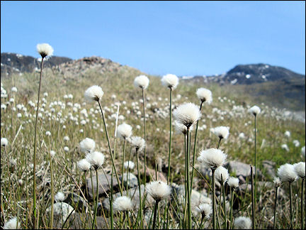 Greenland - Field of cotton grass, surroundings Narsaq