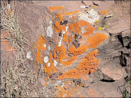 Greenland - Orange moss on rocks near Qassiasurk