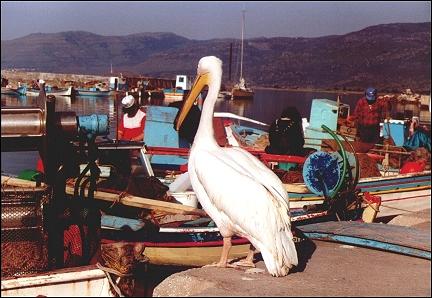 Greece, Lesbos - Port of Skala Kallonis