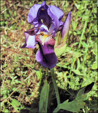 Greece, Thassos - Wild iris