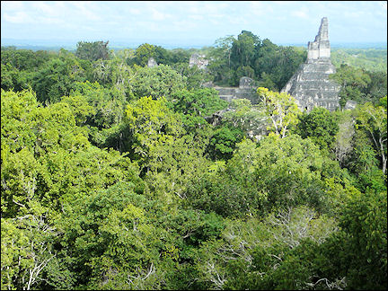Guatemala - Tikal, tall temples rise above the vegetation