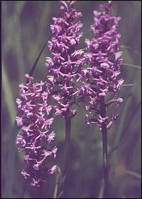 Hungary, Bükk Mountains - Wild orchid