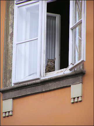Hungary, Budapest - Cat in window