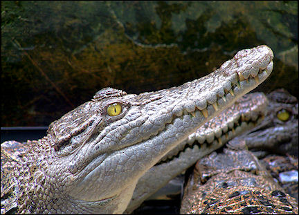 Indonesia, Sumatra - Crocodile farm
