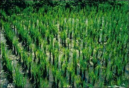 Indonesia, Bali - Rice plants
