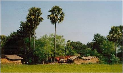India - The surroundings of Bodhgaya look tropical