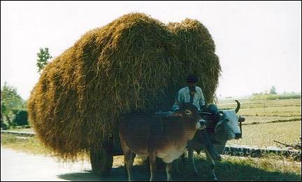 India - Ramnagar, ox wagon
