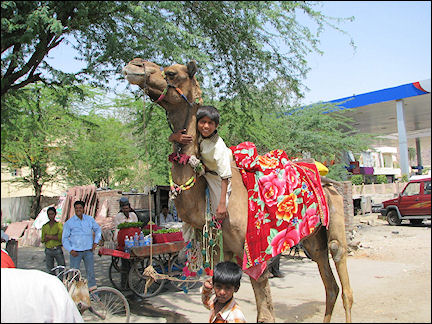 India, Jaipur - Camel