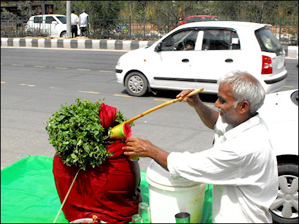 India, Delhi - Street vendor selling Jaljeera made of mint leaves, spices, lemon juice topped with ice cubes