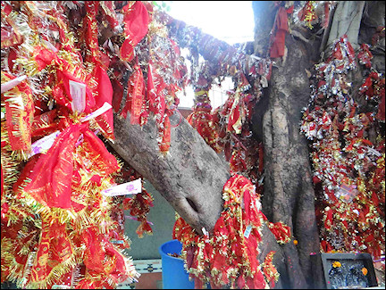India, Delhi - Tree with chunni