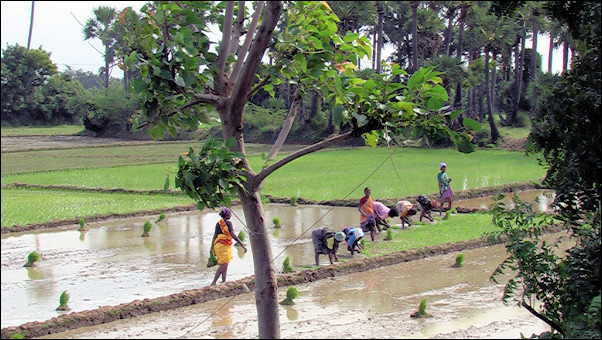 India, Tamil Nadu - Planting rice