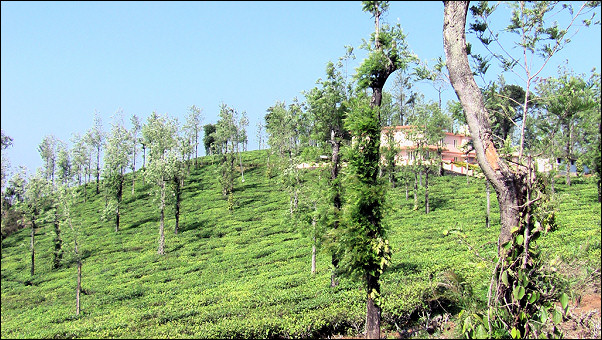 India, Kochi - Tea plantation