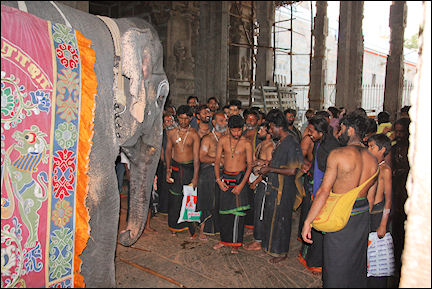 India, Tamil Nadu - Madurai, Temple elephant
