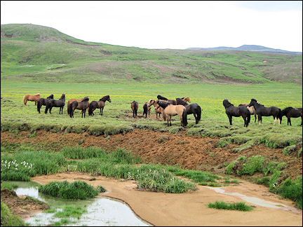 Iceland - Icelandic horses opposite Seltun