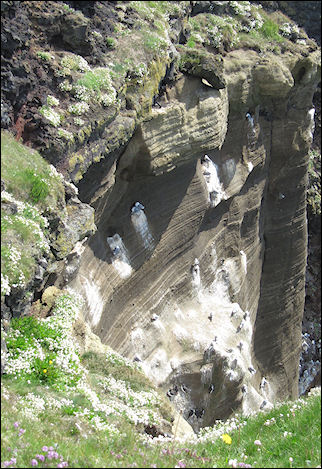 Iceland - Bird rocks at Londrangar & Thufubjarg