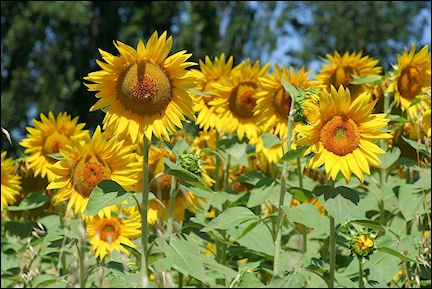 Italy, Tuscany - Sunflowers