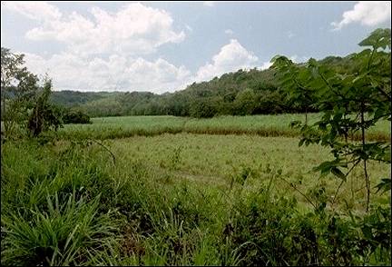 Jamaica - Sugarcane field in the hinterland of Montego Bay