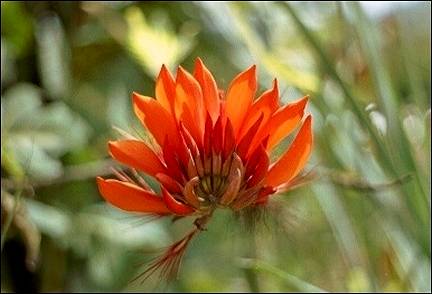 Jamaica - Ocho Rios, common flower