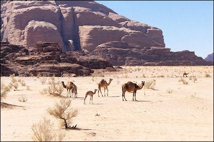 Jordan, Wadi Rum - Camels and camel-driver