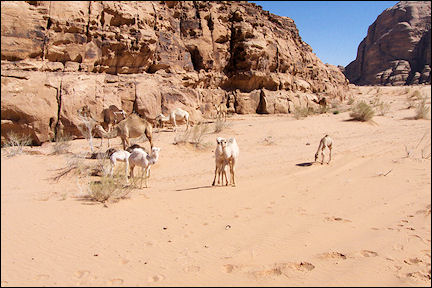 Jordan, Wadi Rum - Camels with camel-driver